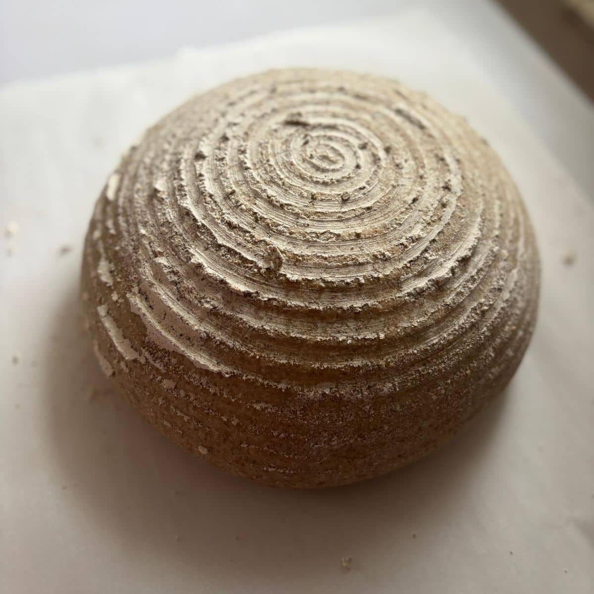 German Rye Bread proofing on parchment paper